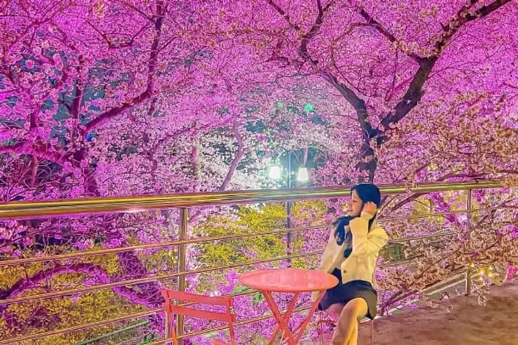 E-WORLD樂園：星光櫻花慶典(賞夜櫻+83塔觀景台+樂園自由券)