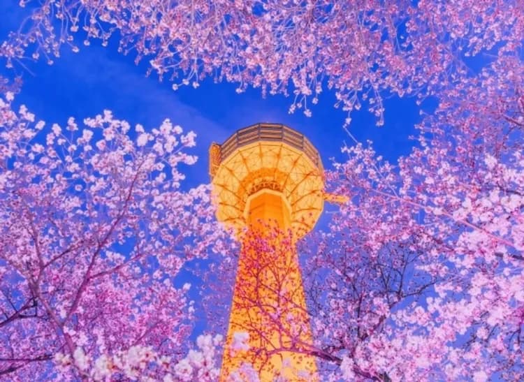 E-WORLD樂園：星光櫻花慶典(賞夜櫻+83塔觀景台+樂園自由券)