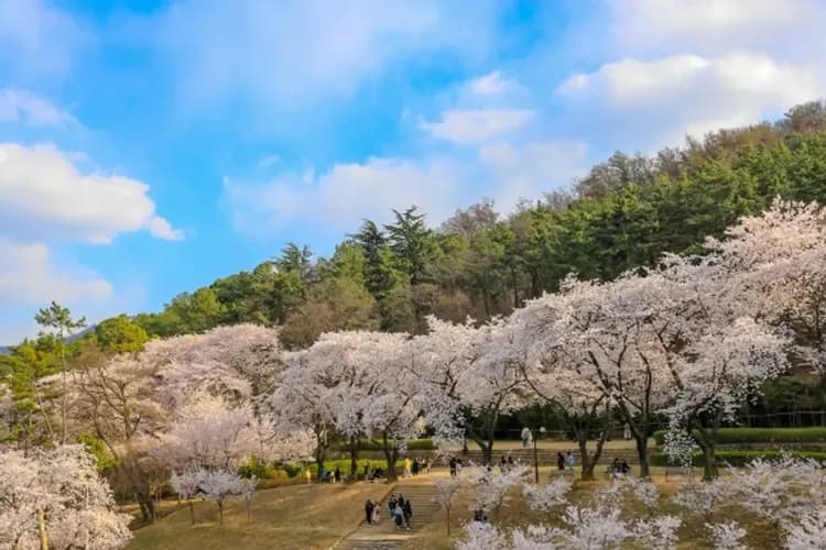 壽城池遊園區櫻花-釜邱漫漫遊