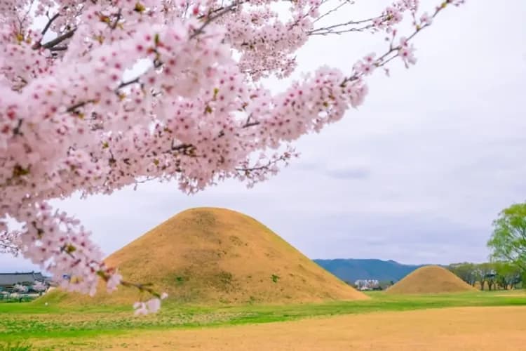 【釜邱櫻繽紛、第二人減6000】鎮海櫻花祭、星光櫻花慶典、韓服變裝體驗、乙晚五星飯店五日-6