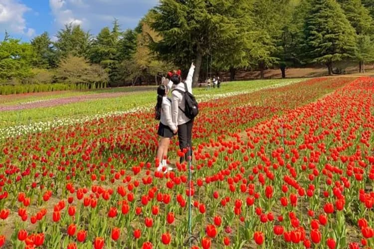 大邱E-WORLD樂園-E-WORLD樂園(空中纜車+83塔觀景台+樂園自由券)