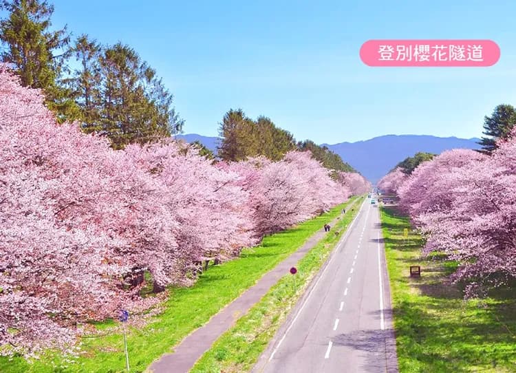 戀上櫻花北海道三溫泉5日.道南漁火列車.函館百萬夜景.企鵝遊行.櫻花隧道.三大螃蟹吃到飽-8