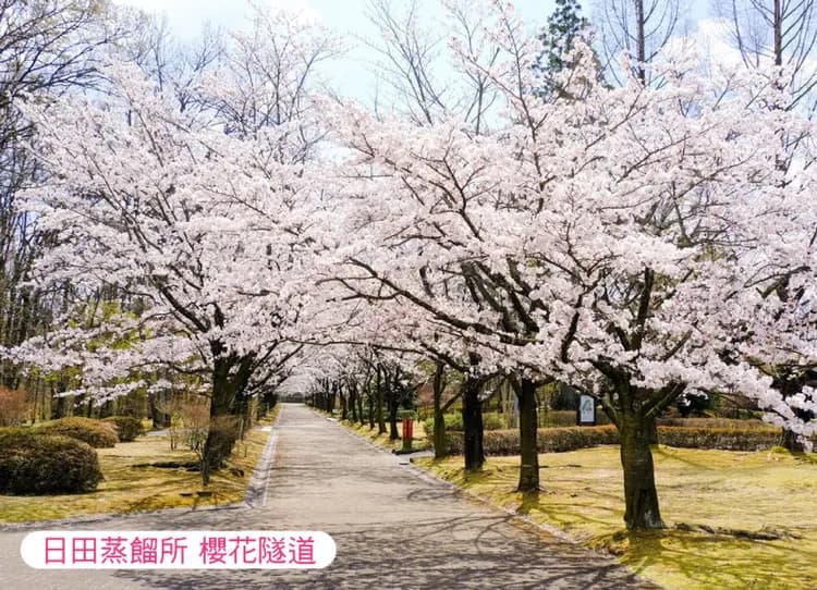 九州櫻花戀5日.舞鶴公園.巨瀨川櫻並木.竹田岡城址.高千穗峽.熊本城.湯布院.一心行大櫻.上色見熊野座神社-9