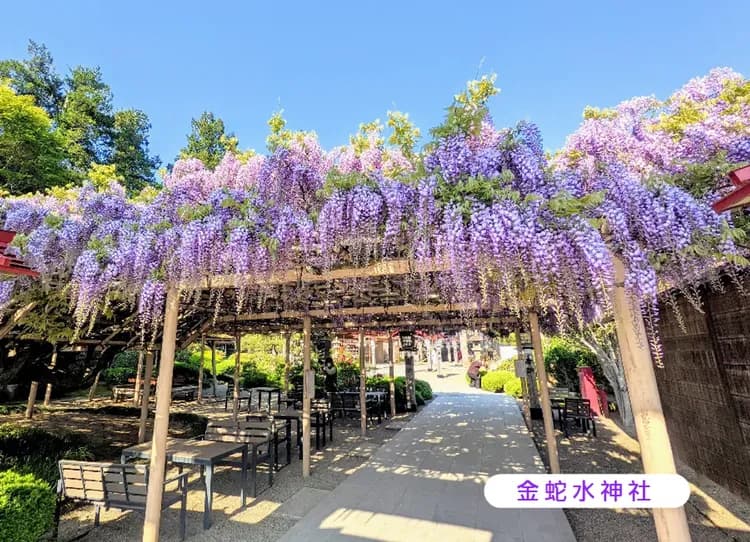 戀上東北雙溫泉5日.銀山秘境.藏王御釜天空步道.嚴美溪.松島遊船.烤魚板體驗.牛舌螃蟹美食-7