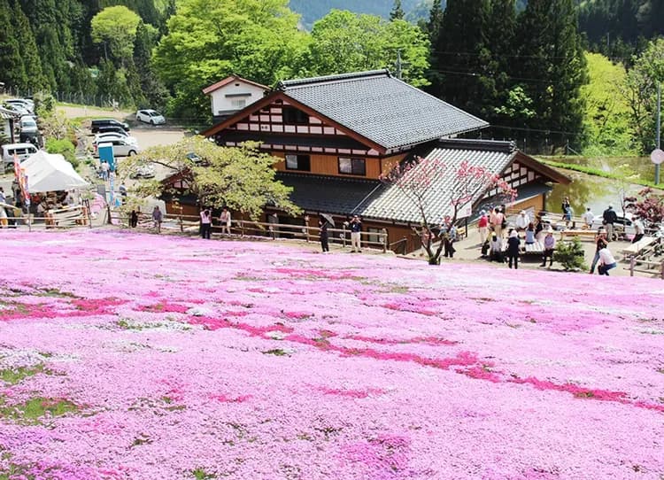 【華航富山包機】立山黑部雪牆5日.白川鄉合掌村.仙境上高地.兼六園.長良川鐵道.郡上芝櫻.新湊遊船.飛驒牛料理-7