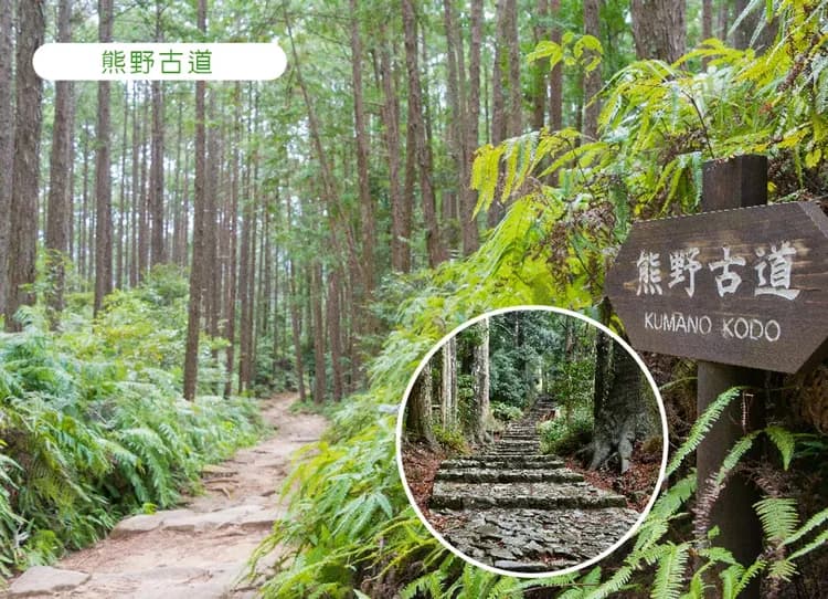 秘境南紀美饌三溫泉5日保住白濱Seamore.螃蟹吃到飽.貓咪列車.伊勢神宮.三段壁.熊野大社.那智瀑布.和牛(華航)-11