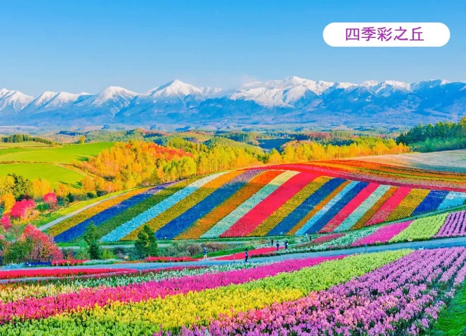北海道賞花+洞爺湖花火7日團