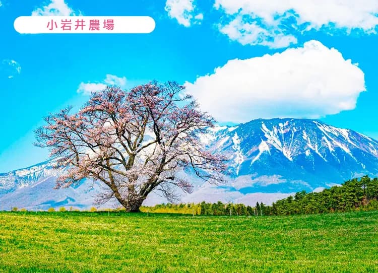 愛戀東北雙溫泉5日.銀河觀星纜車.秘境銀山溫泉.藏王御釜.小岩井農場.猊鼻溪遊船.嚴美溪谷.松島遊船.米澤牛燒肉-6