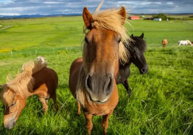 圖 羅浮敦群島騎馬, 冰島馬