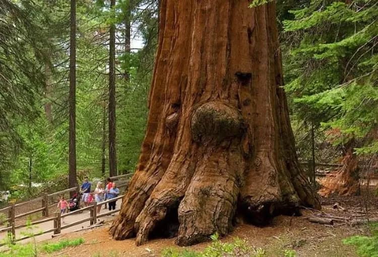 國王峽谷國家公園-五大國家公園