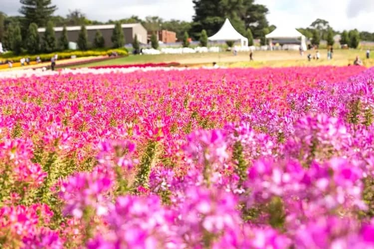 泰瑟拉花卉展Tesselaar KaBloom