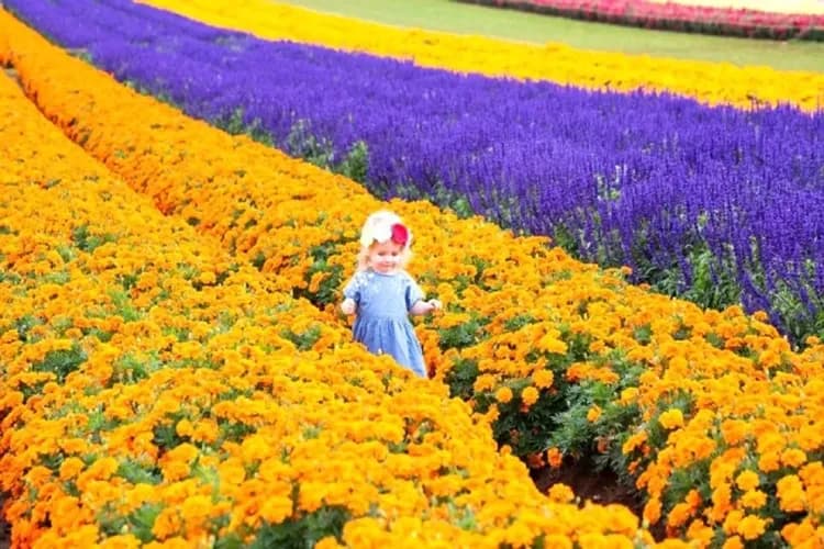 泰瑟拉花卉展Tesselaar KaBloom