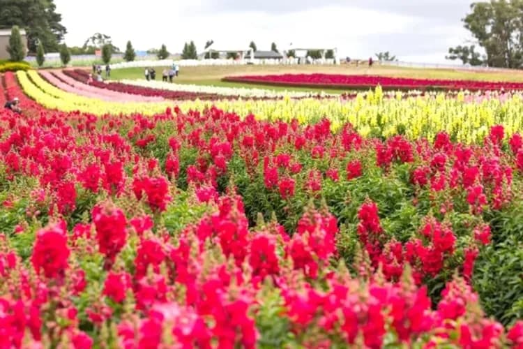 泰瑟拉花卉展Tesselaar KaBloom