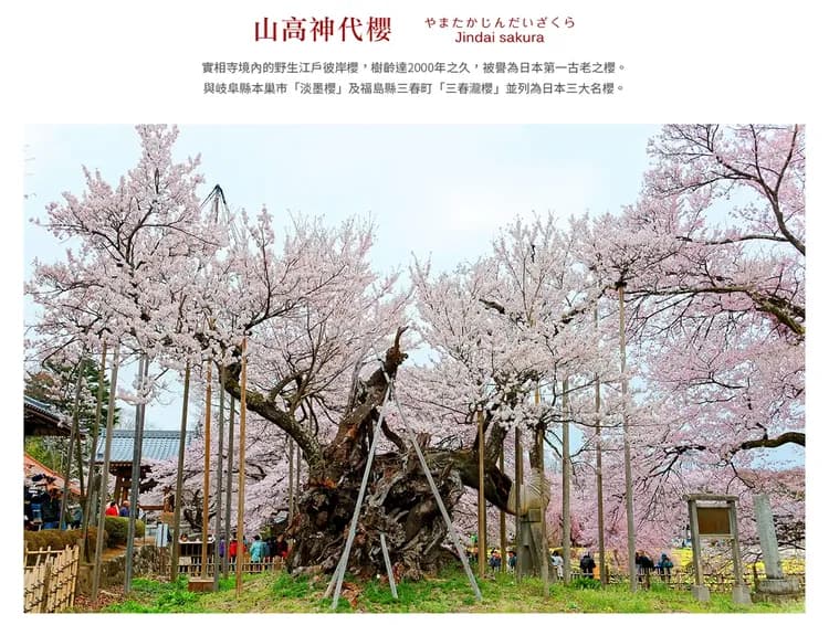 【櫻花富士輕井澤漫遊５日】賞櫻百選、山高神代櫻、Laview列車、敘敘苑燒肉、螃蟹吃到飽[含稅]-6