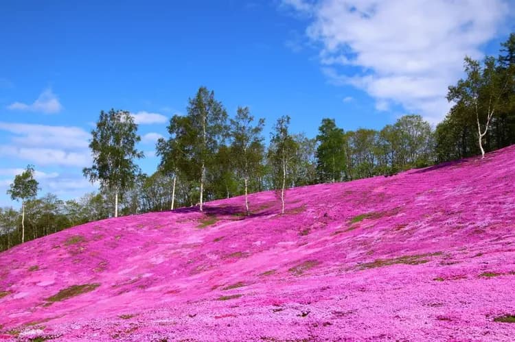 【長榮芝櫻感謝祭北海道７日】芝櫻公園、浪漫鬱金香、釧路溼原、企鵝遊行、池田葡萄酒廠、洞爺湖畔花火、螃蟹美人湯[含稅簽]