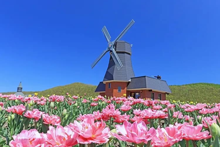【北海道道東花海５日】保住兩晚溫泉、芝櫻公園、浪漫鬱金香、旭山動物園、歐風小樽、螃蟹溫泉[含稅簽]