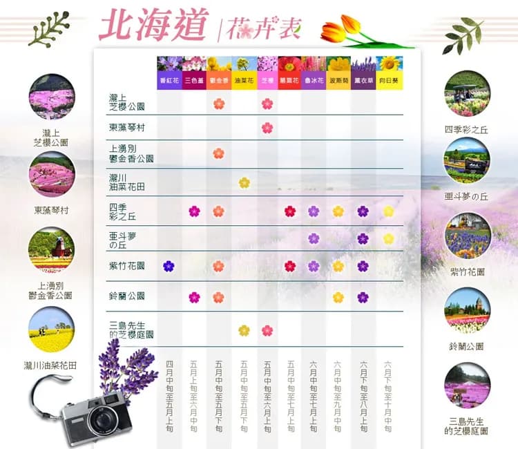 【北海道道東花海５日】保住兩晚溫泉、芝櫻公園、浪漫鬱金香、旭山動物園、歐風小樽、螃蟹溫泉[含稅簽]-6