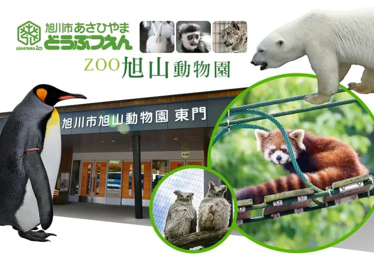 【北海道道東花海５日】保住兩晚溫泉、芝櫻公園、浪漫鬱金香、旭山動物園、歐風小樽、螃蟹溫泉[含稅簽]-5