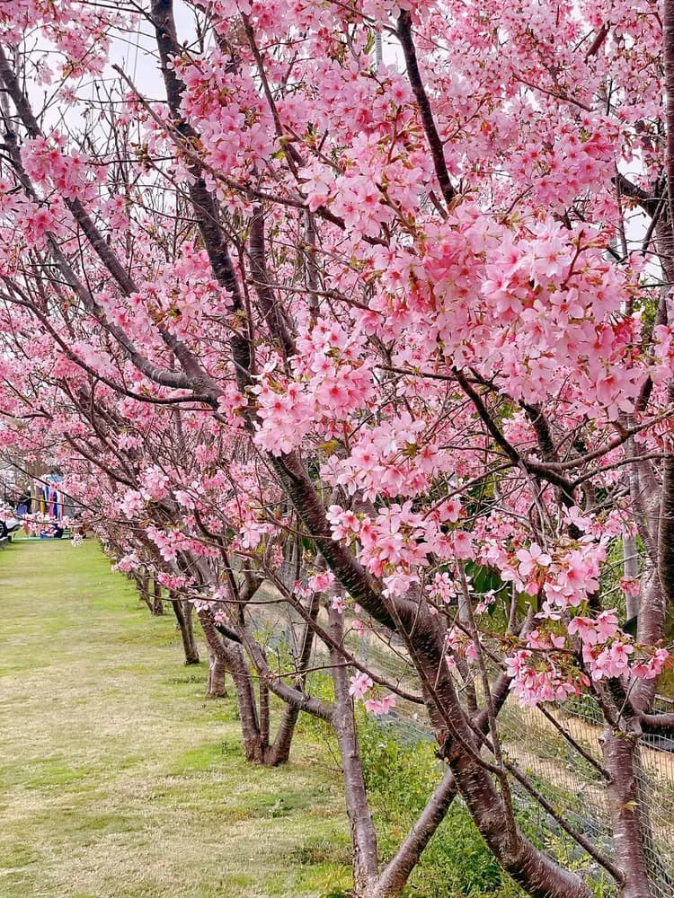 流星花園幸福樂活露營區｜全新上架！百萬夜景、三層樓高溜滑梯、親子友善步道-8
