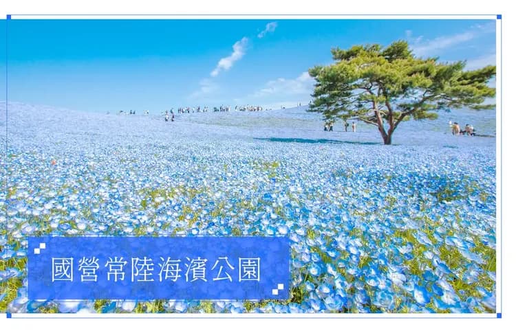 【花漾東京．輕井澤慢旅５日】足利紫藤、富士芝櫻、常陸粉蝶、敘敘苑燒肉、螃蟹溫泉[含稅]-9