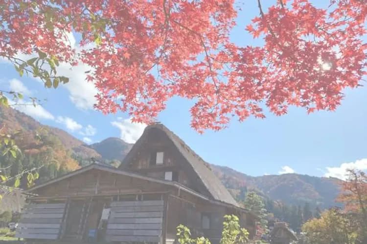 楓紅北陸致青春～立山黑部、合掌村兼六園、開運熱田神宮、上高地溫泉香六日-5