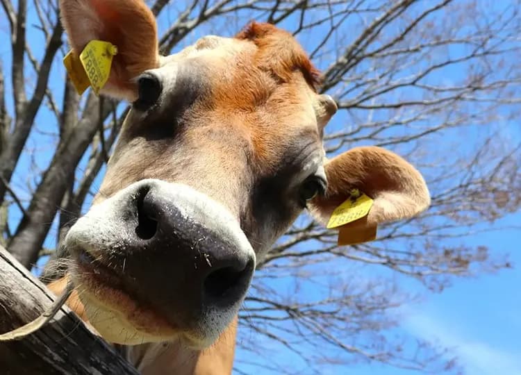 來源：高千穗牧場官網-高千穗牧場