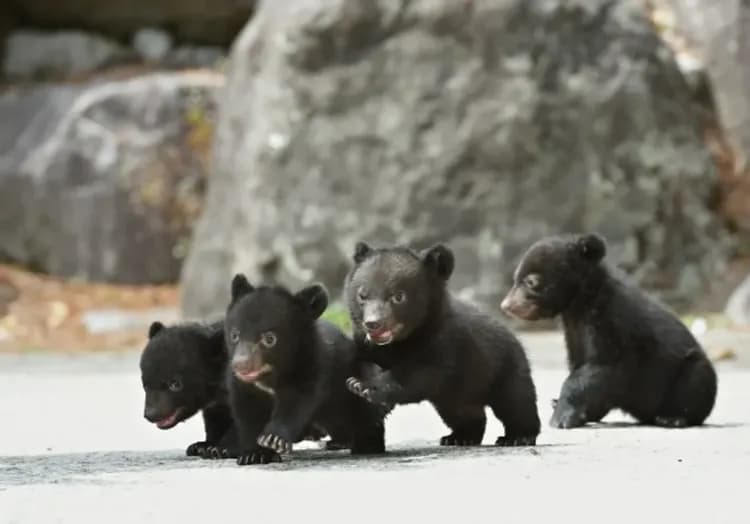 楓紅北陸致青春～立山黑部、合掌村兼六園、奧飛驒熊牧場、富山希爾頓逸林五日-7
