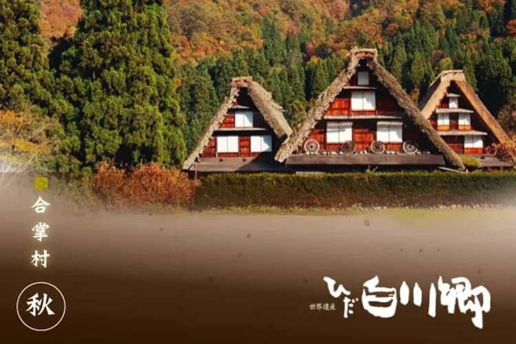 楓紅北陸致青春～立山黑部、合掌村兼六園、奧飛驒熊牧場、富山希爾頓逸林五日-6