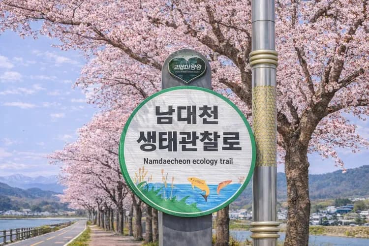 南大川櫻花大道