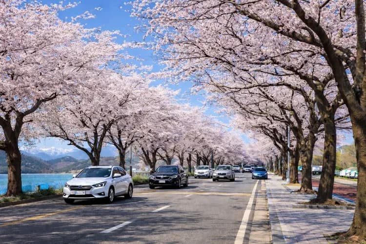 南大川櫻花大道