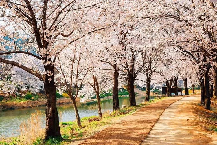 黃口池川櫻花道