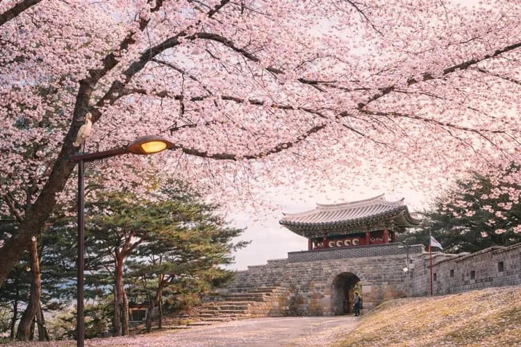 水原華城/ 行理團路