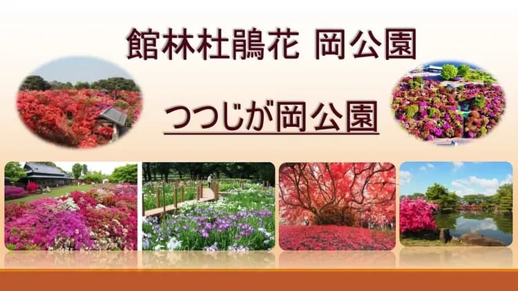 省最大東京花現｜全程無自理餐～足利紫藤花.富士芝櫻.龜戶神社紫藤.館林杜鵑.輕井澤大道.大石公園.淺草寺.螃蟹燒肉.精選雙溫泉五日-9