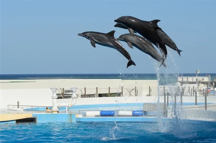 暑假折$2000.沖繩旅遊｜美麗海水族館、玉泉洞王國村、古宇利瀨長島、銀河半潛艇四日｜台中出發-8