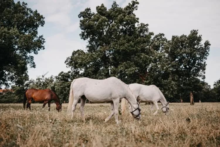 圖片經Lipica Stud Farm授權使用-Lipica馬術表演