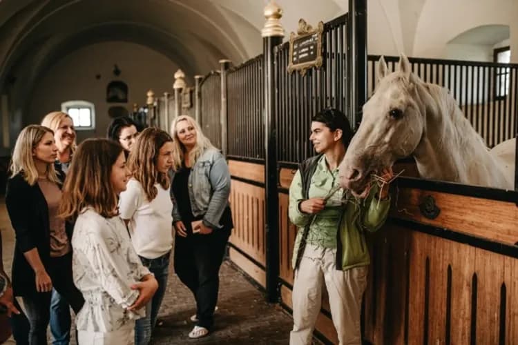 圖片經Lipica Stud Farm授權使用-Lipica馬術表演