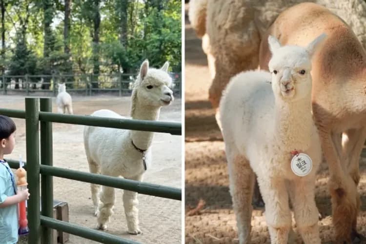 大邱E-WORLD樂園-大邱E-WORLD樂園(自由券)