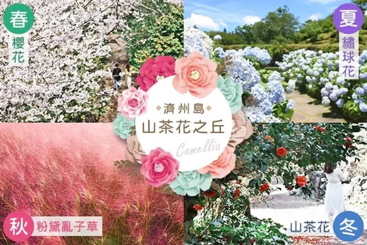 山茶花之秋(四季賞花)-山茶花之丘