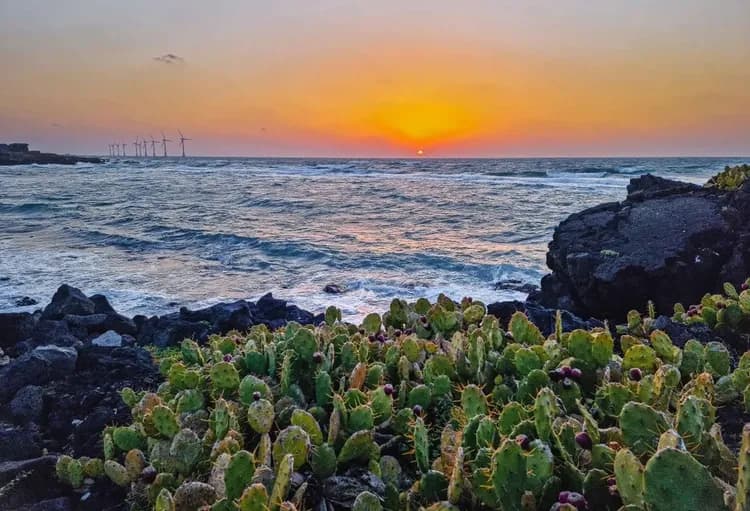 濟州想見你～海女文化遺產、慢活偶來小路、活章魚海鮮鍋、乙晚市區五星五日