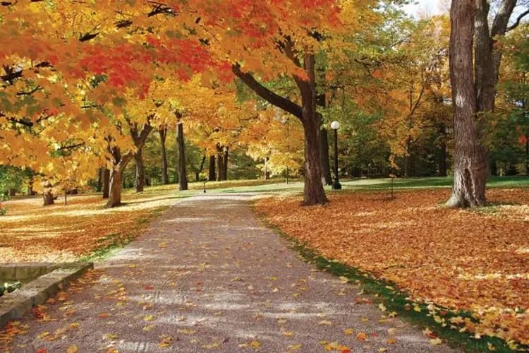 總督府-八大賞楓勝地