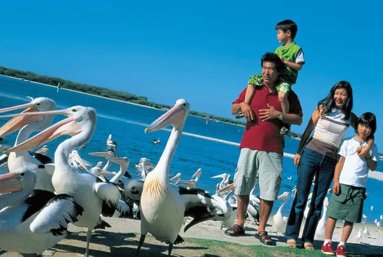 揪團248~黃金海岸7日│與無尾熊共進早餐、達菲電動船、城市貓號、品酒、購物樂