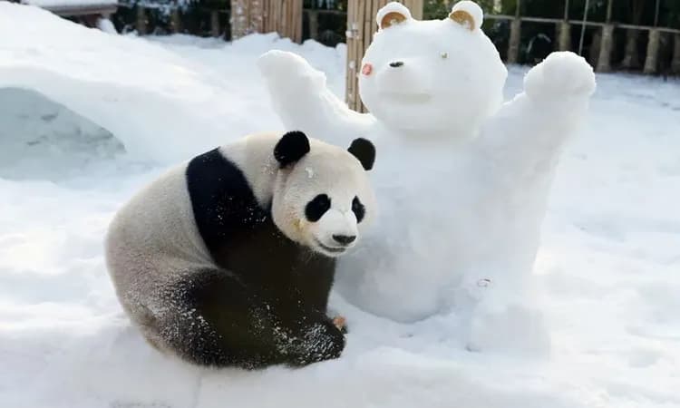 韓國愛寶樂園