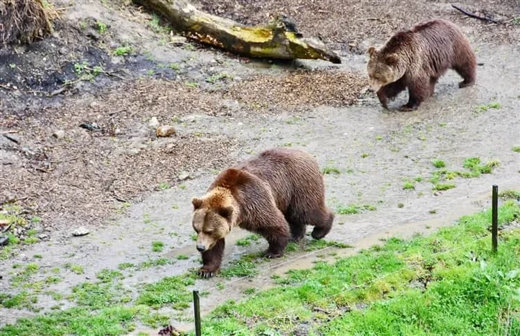 最高省1萬｜旗艦德瑞少女峰,馬特宏峰,黃金列車,山麓快車,新天鵝堡,國王湖,鹽礦,免小費,一晚五星12日｜高雄來回-16