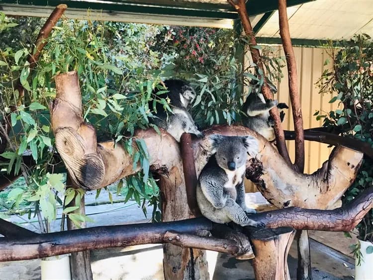 西澳旅遊｜《小孩不佔床扣一萬》夢幻粉紅湖·龍蝦饗宴·百年微醺酒莊·尋找微笑袋鼠·沙丘滑沙·尖峰石鎮·經典悠遊8日-7