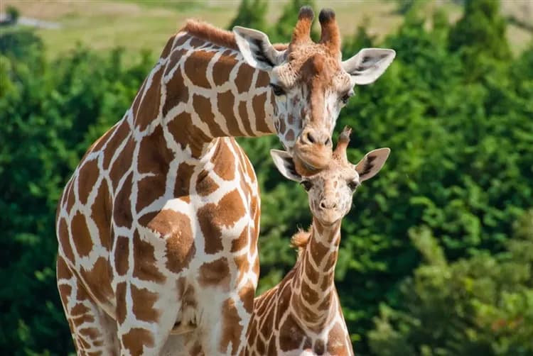 閃GO搶.九州旅遊｜神話高千穗峽、由布院之森、人氣自然動物園、雙溫泉六日｜星宇航空.台中出發-8