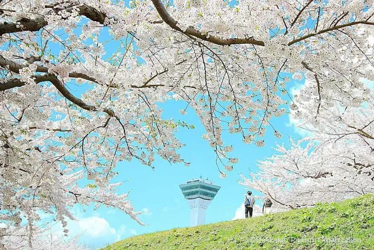 写真提供：Hokkaido Tourism Organization/禁止轉載-賞櫻最前線