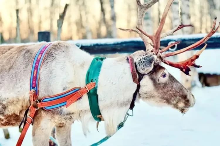 馴鹿(SH YU授權使用)-自然生態旅行