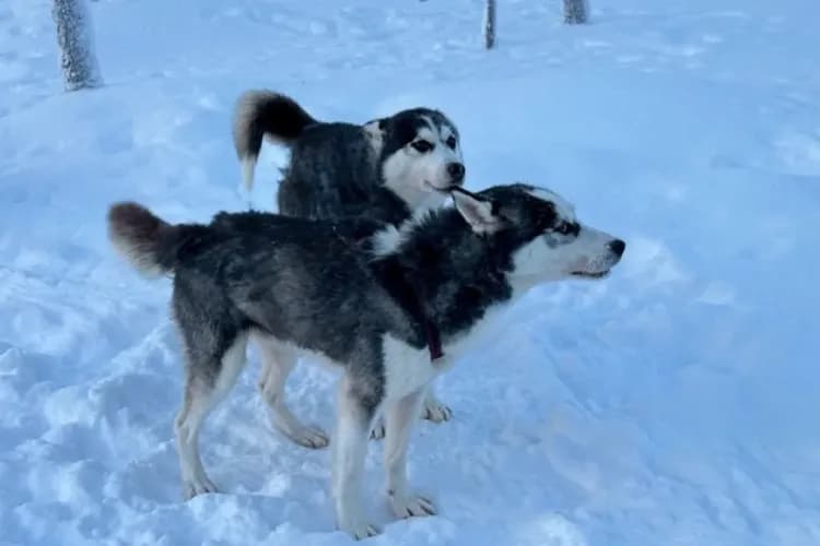 哈士奇(SH YU授權使用)-自然生態旅行