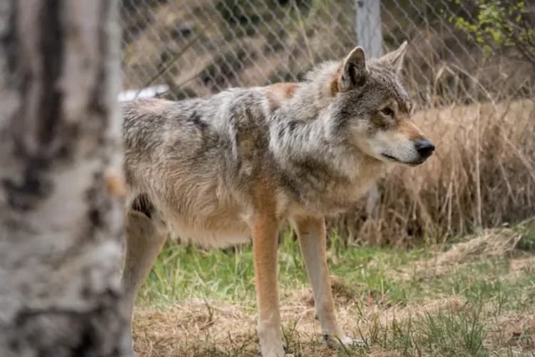 POLAR PARK BARDU-極地野生動物園(含門票)