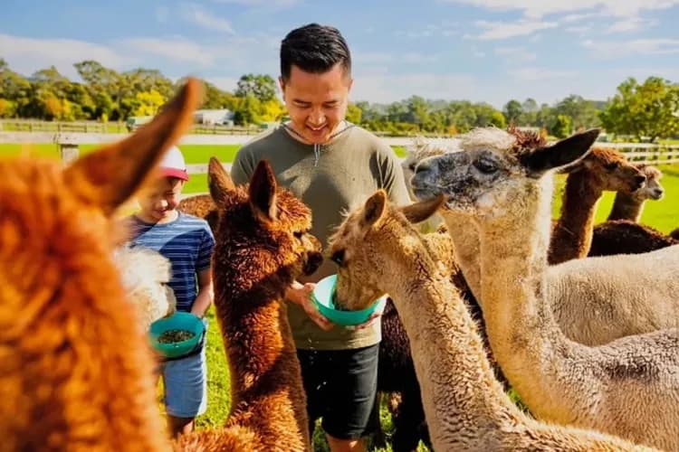羊駝農場(餵羊駝體驗)